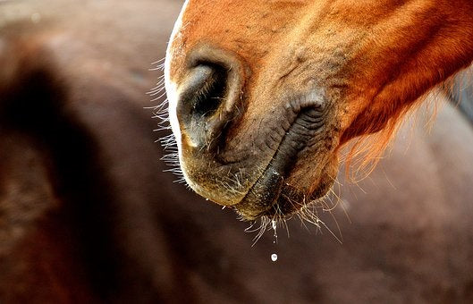 Nasenausfluss Pferd einseitig oder beidseitig
