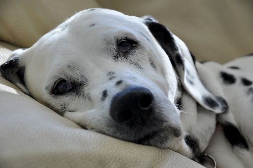 Nierenschwäche Hund behandlung Hausmittel
