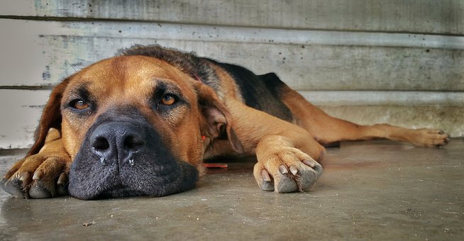 Spondylose Hund natürlich behandeln