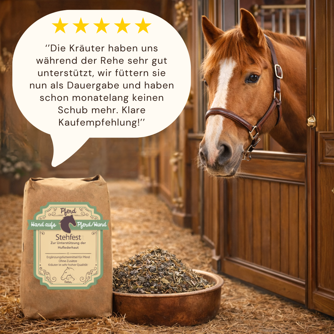 Pferd steht im Stall mit einer Packung Hufkräuter zur Huflederhaut bei Rehe unterstützen