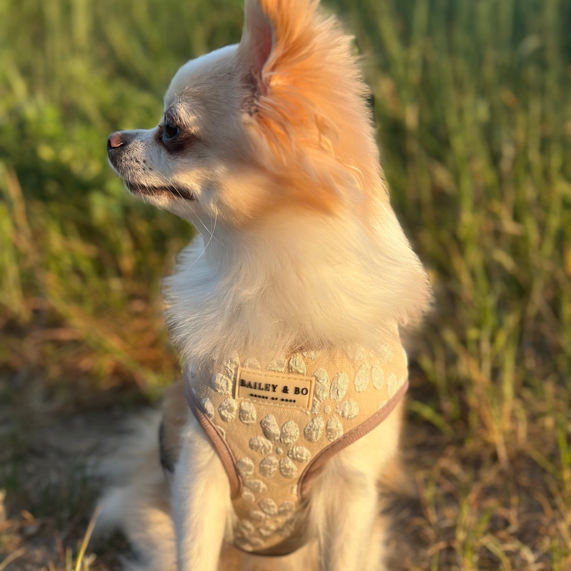 elegantes Brustgeschirr für kleine und mittelgroße Hunde