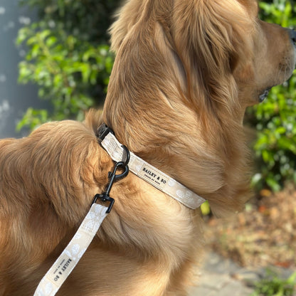Goldenretriever Zubehör