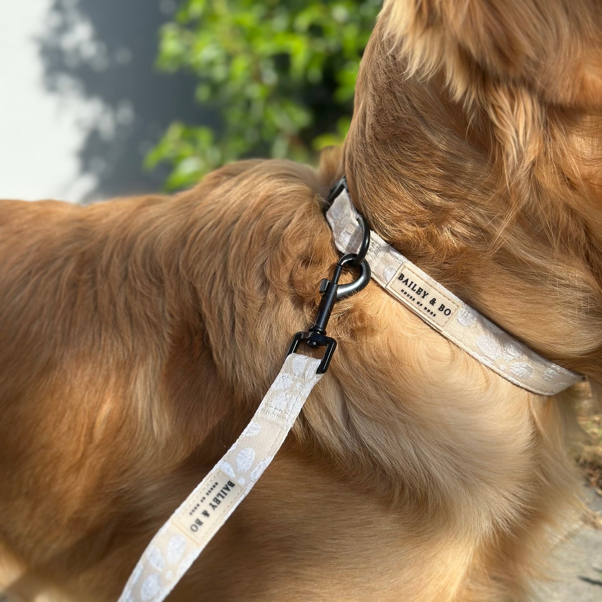 Hundeleine und Hundehalsband Beife Golden Retriever