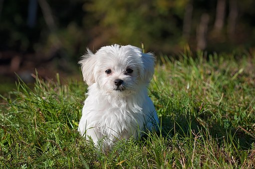Schleim auf Kot Hund