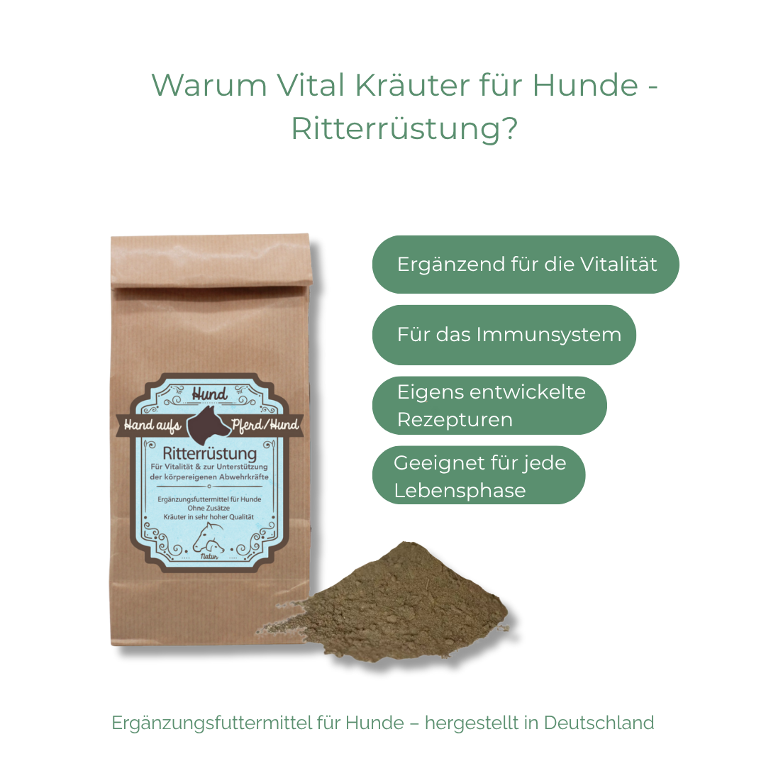 Immunsystem Hund natürlich stärken