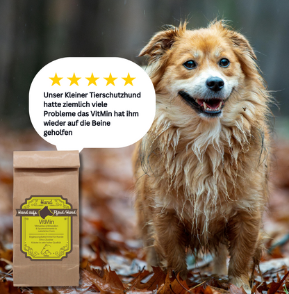 Kleiner Hund im Wald mit den Mineralien VitMin