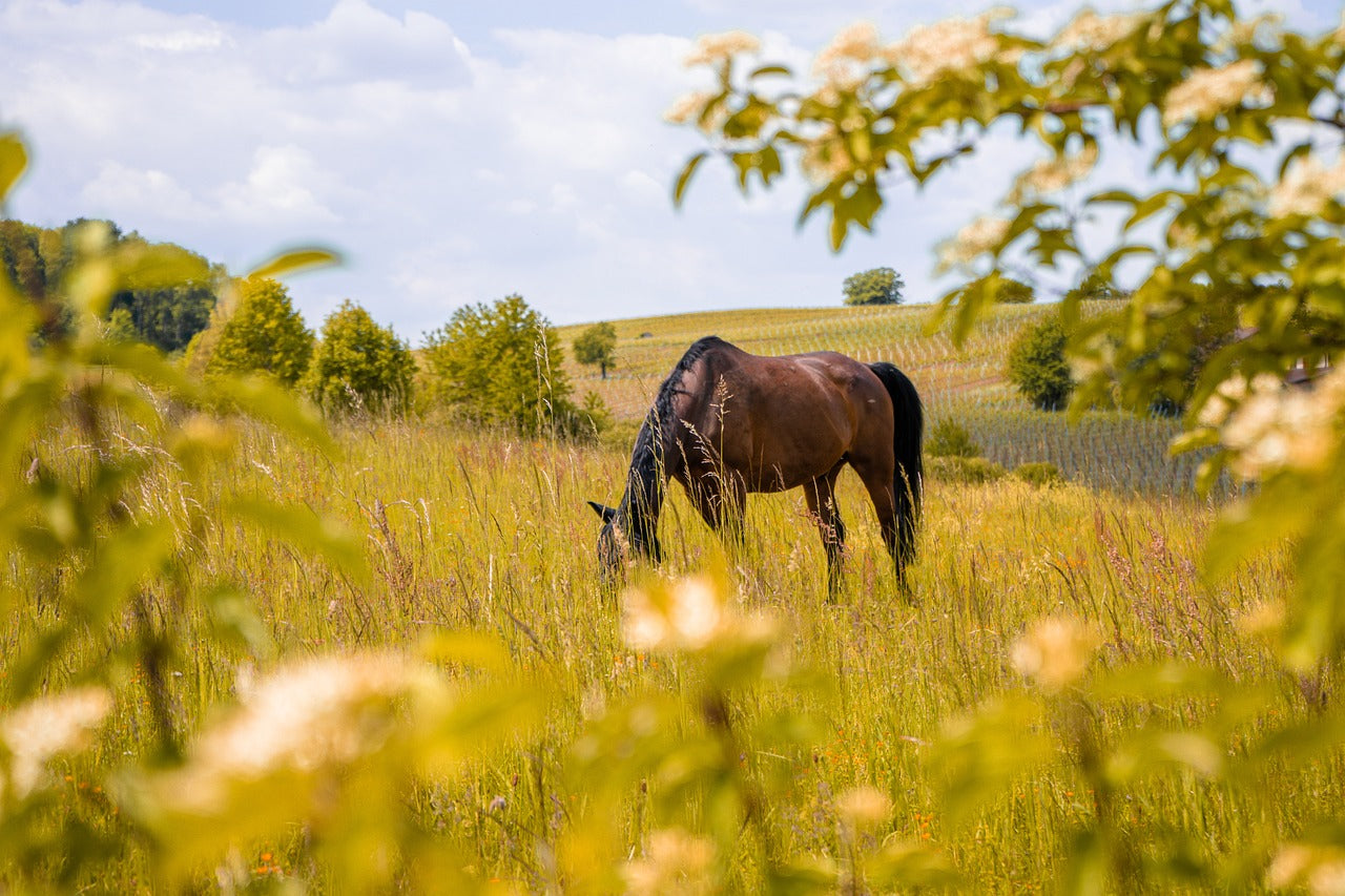Pferd steht auf Wiese und hat Kotwasser