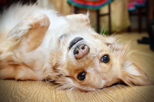 Futtermittelallergie beim Hund vorbeugen