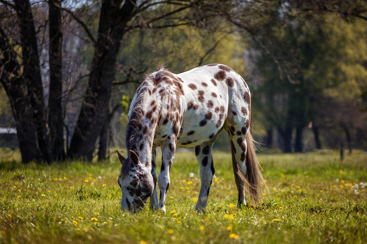 Borreliose pferd welche behandlung
