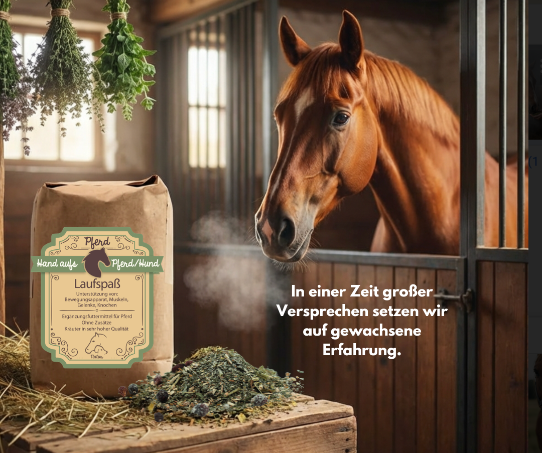 Pferd steht im Stall und schaut zu den Gelenkkräuter